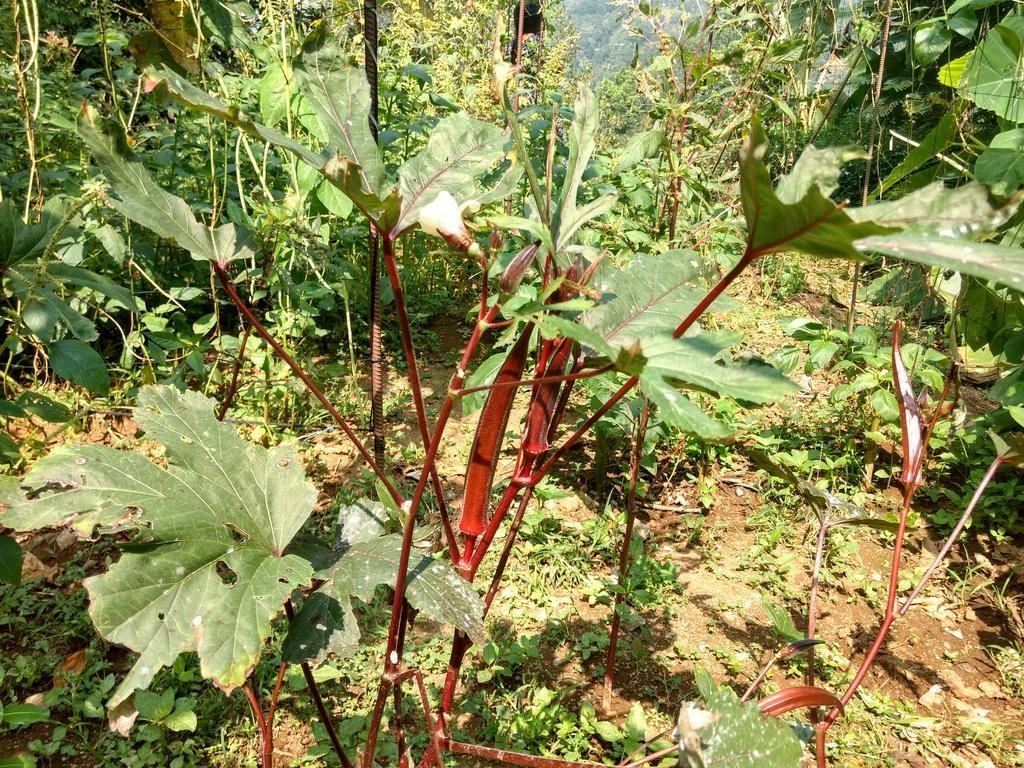 Sceva'S Garden Home Munnar Ngoại thất bức ảnh