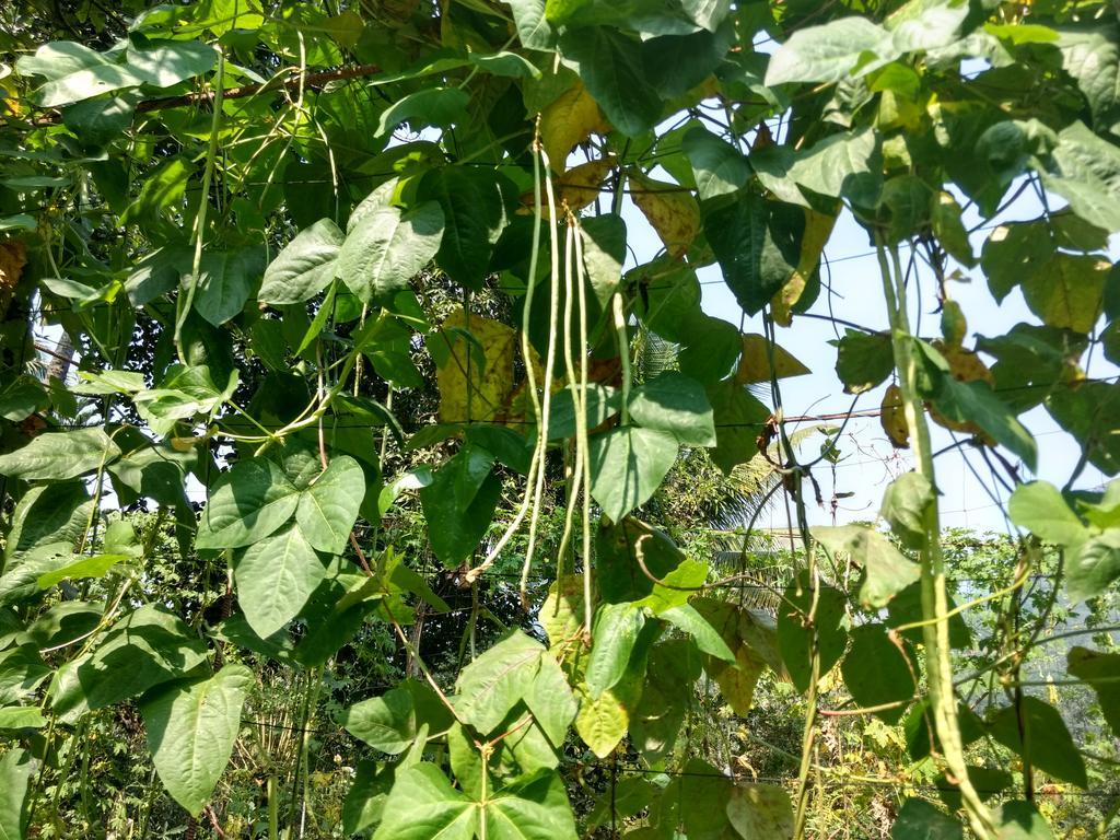 Sceva'S Garden Home Munnar Ngoại thất bức ảnh