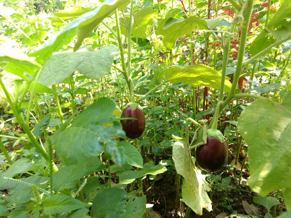 Sceva'S Garden Home Munnar Ngoại thất bức ảnh